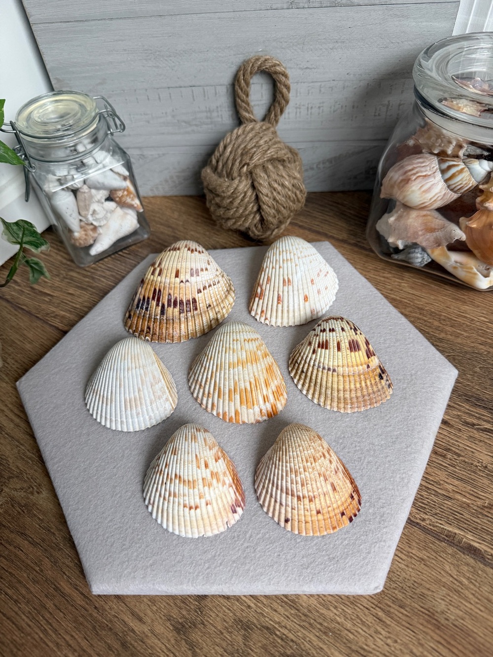 DIY 4” Cockle Shells for Decoupage – Set of 6 | Natural Seashells for Crafts & D